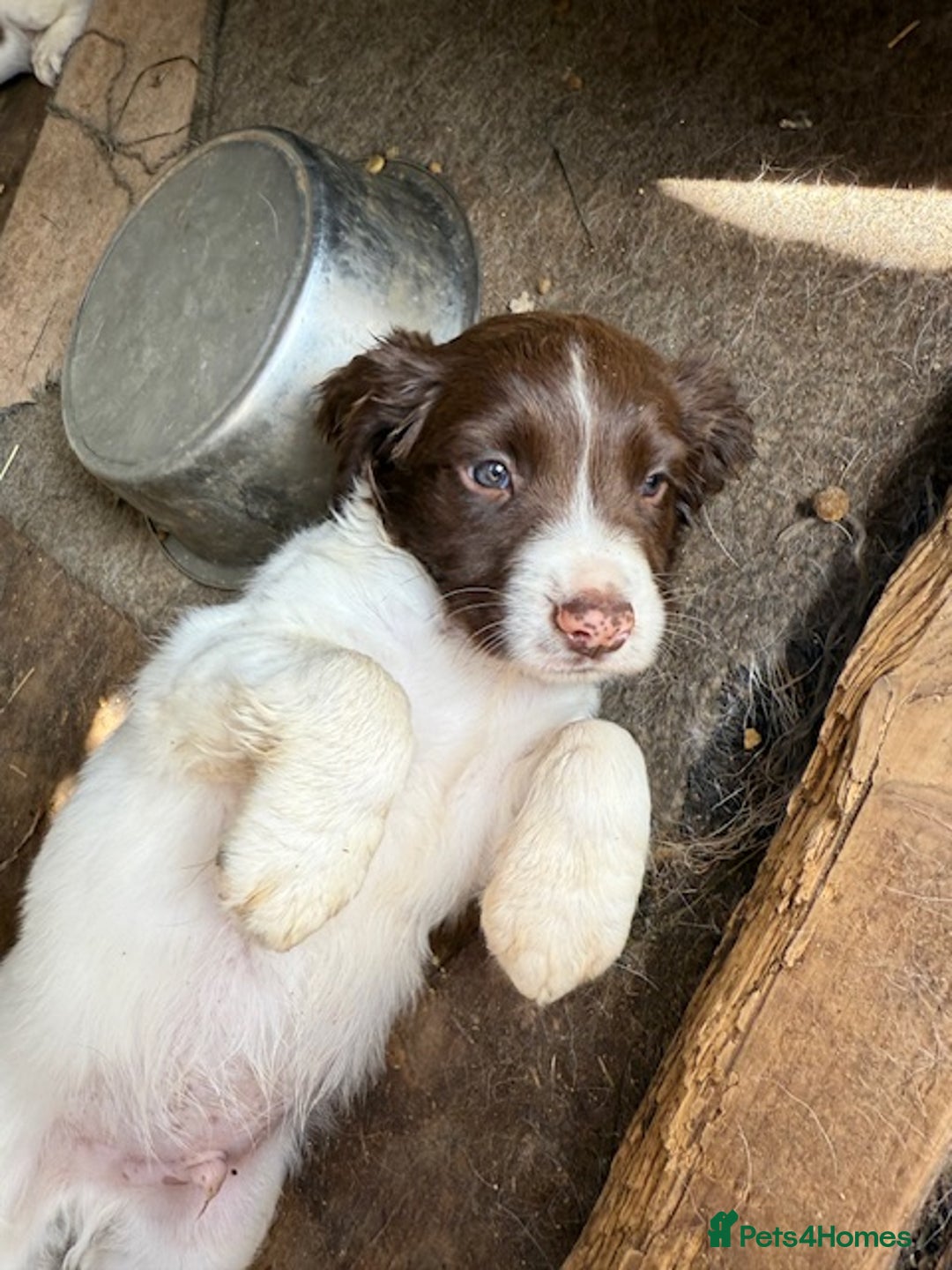 English Springer Spaniel dogs for sale: Beautiful pedigree springer spaniels  - Image 5