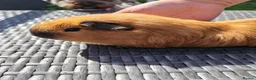 Guinea Pig rodents for sale: Female calis x 3 - Advert 2