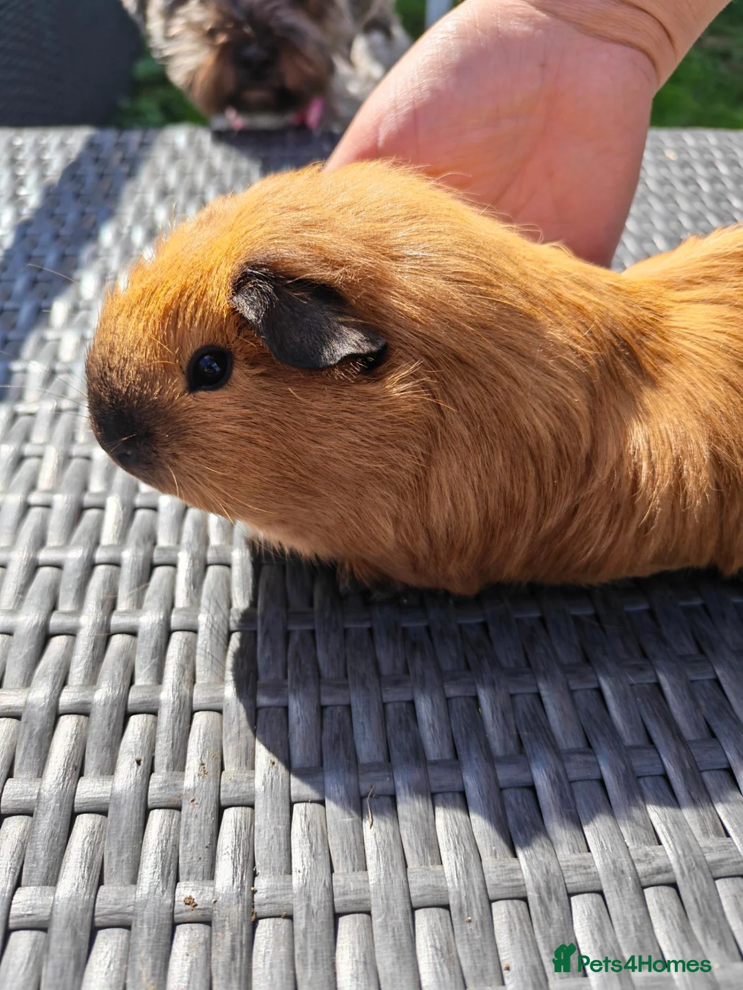 Guinea Pig rodents for sale: Female calis x 3 - Advert 2