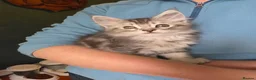 Maine Coon cats for sale: Maine Coon Kittens for Sale - Advert 13