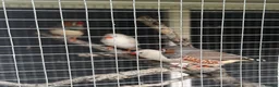 Finches birds for sale: Zebra Finches - 3 couples - Advert 10