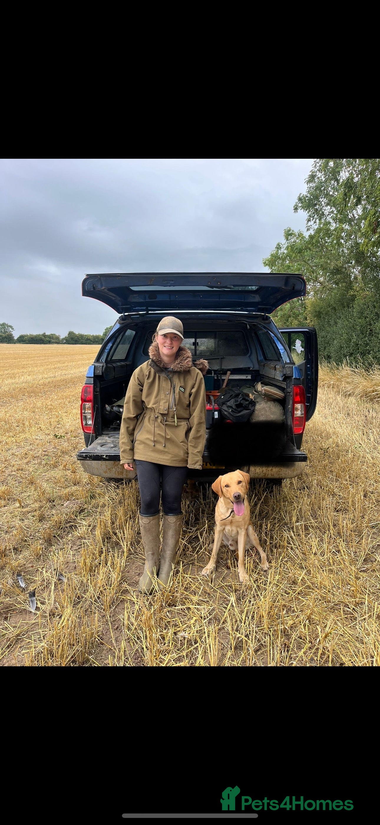 Labrador Retriever dogs PROVEN Yellow lab for Stud  in Swadlincote - Advert 3