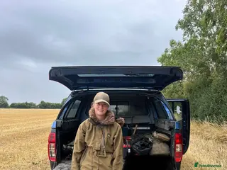 Labrador Retriever dogs PROVEN Yellow lab for Stud in Swadlincote - Advert 12