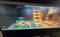 Bearded Dragon reptiles for sale: Bearded dragon - Advert 2