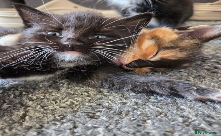 Domestic Shorthair cats - Advert 1
