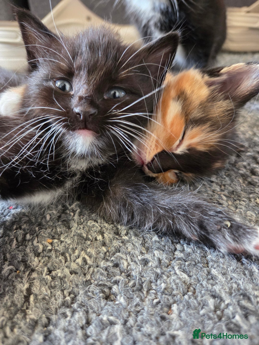 Domestic Shorthair cats for sale: Black and white male - Image 1