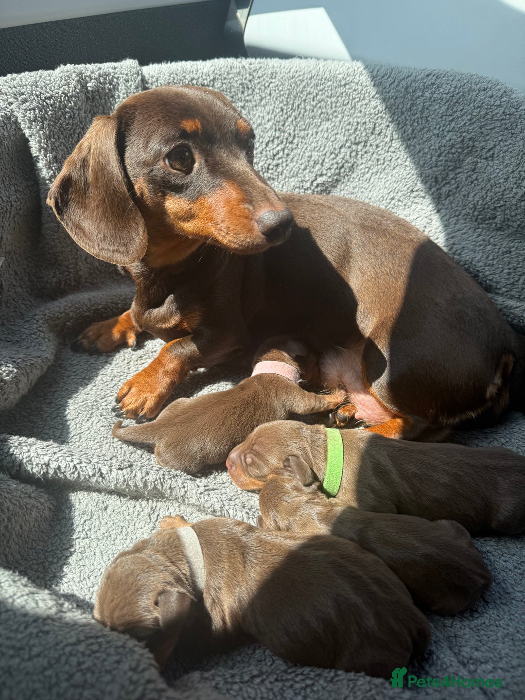 Dachshund dogs for sale: dachshund puppy’s for sale - Image 24