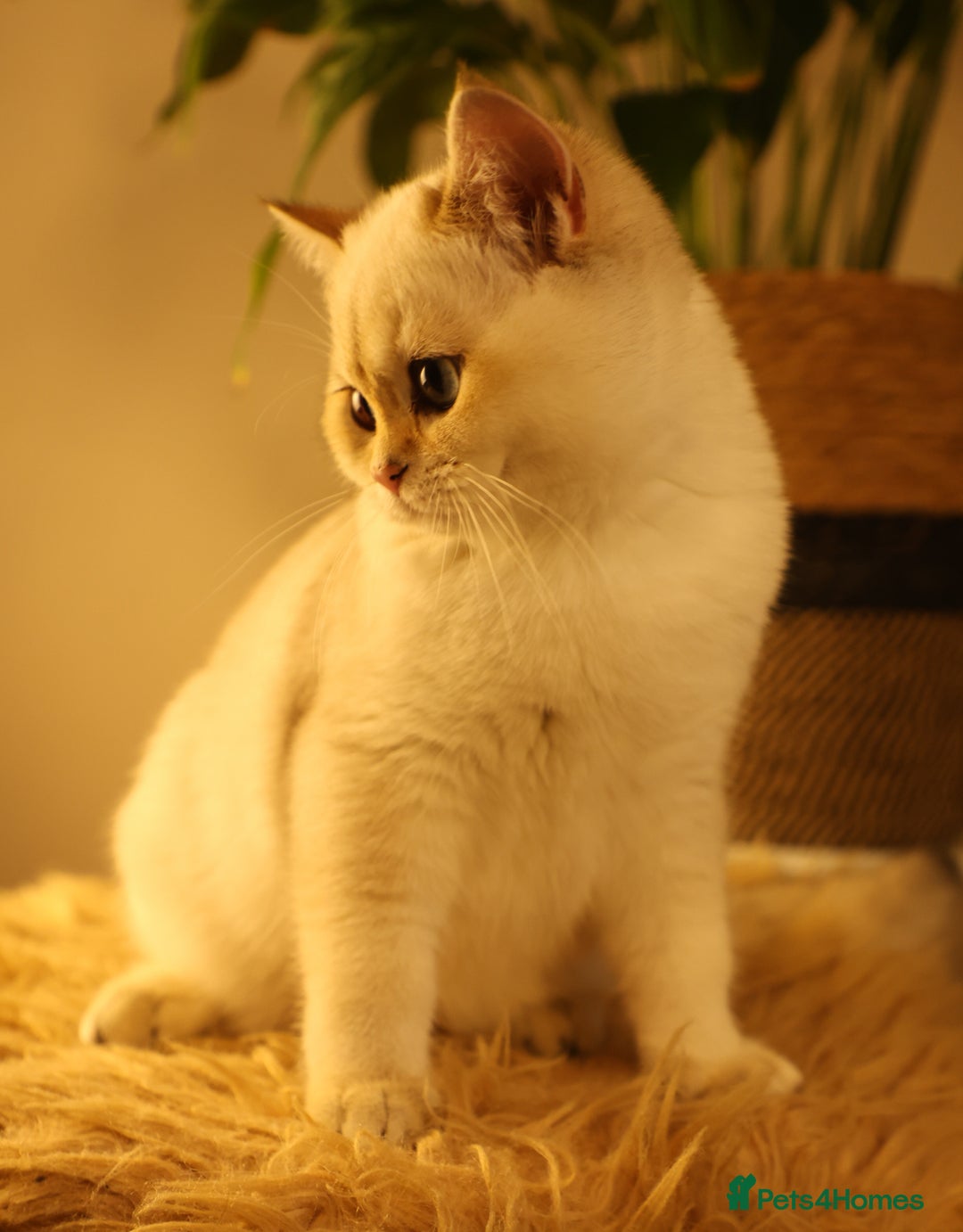 British Shorthair cats for sale: TICA British Shorthair Kittens Champion bloodline in Bedford - Image 21