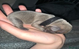 French Bulldog dogs for sale: French bulldog puppies for sale!!  - Image 22