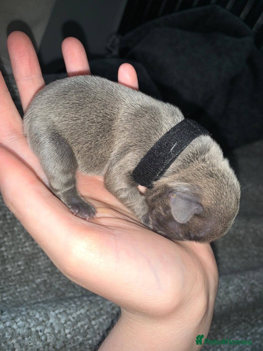 French Bulldog dogs for sale: French bulldog puppies for sale!!  - Image 22