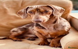 Dachshund dogs for stud: Extremely Handsome Dapple Dachshund - Advert 6