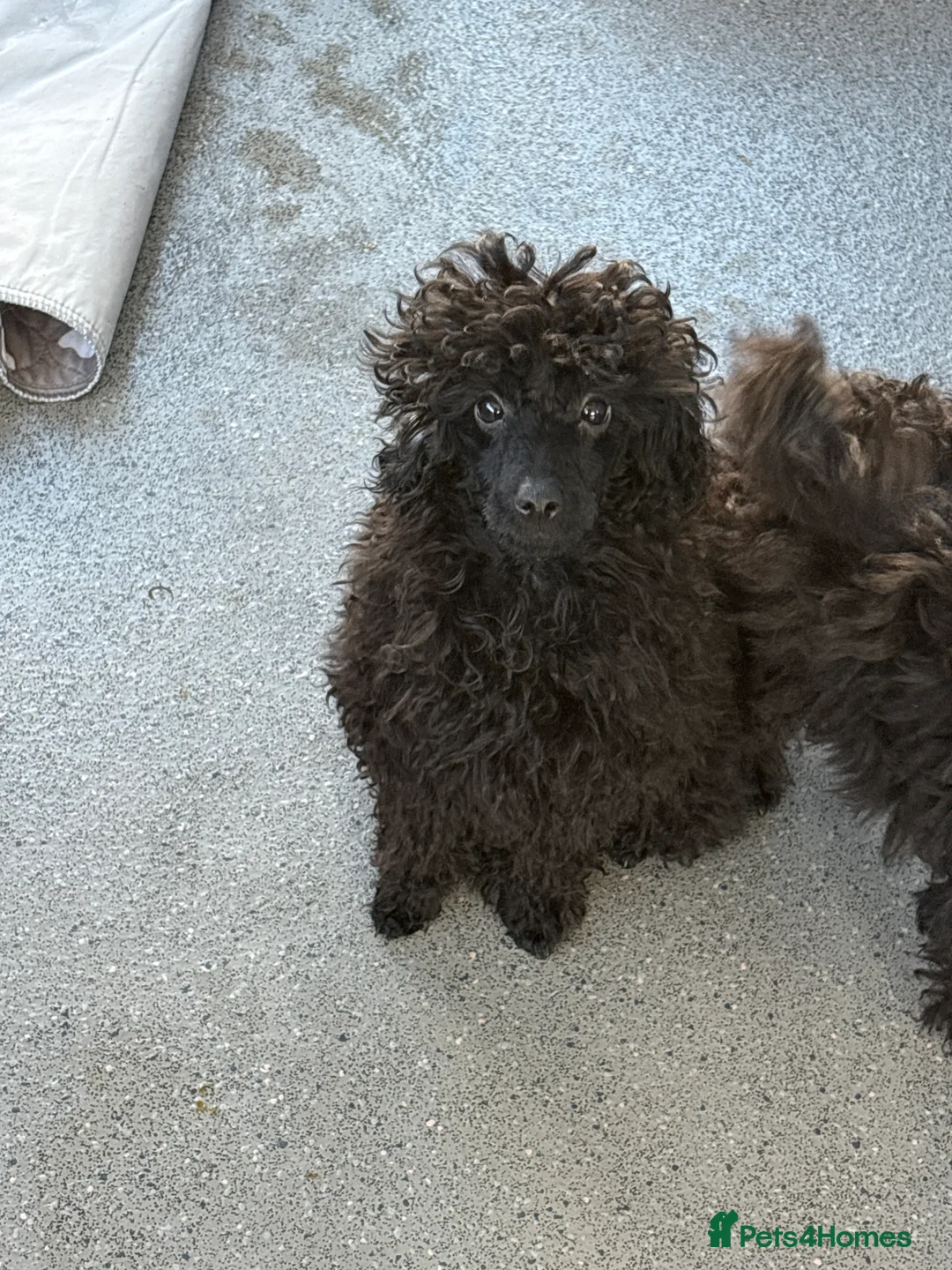 Toy Poodle dogs for sale: Toy poodle  - Advert 2