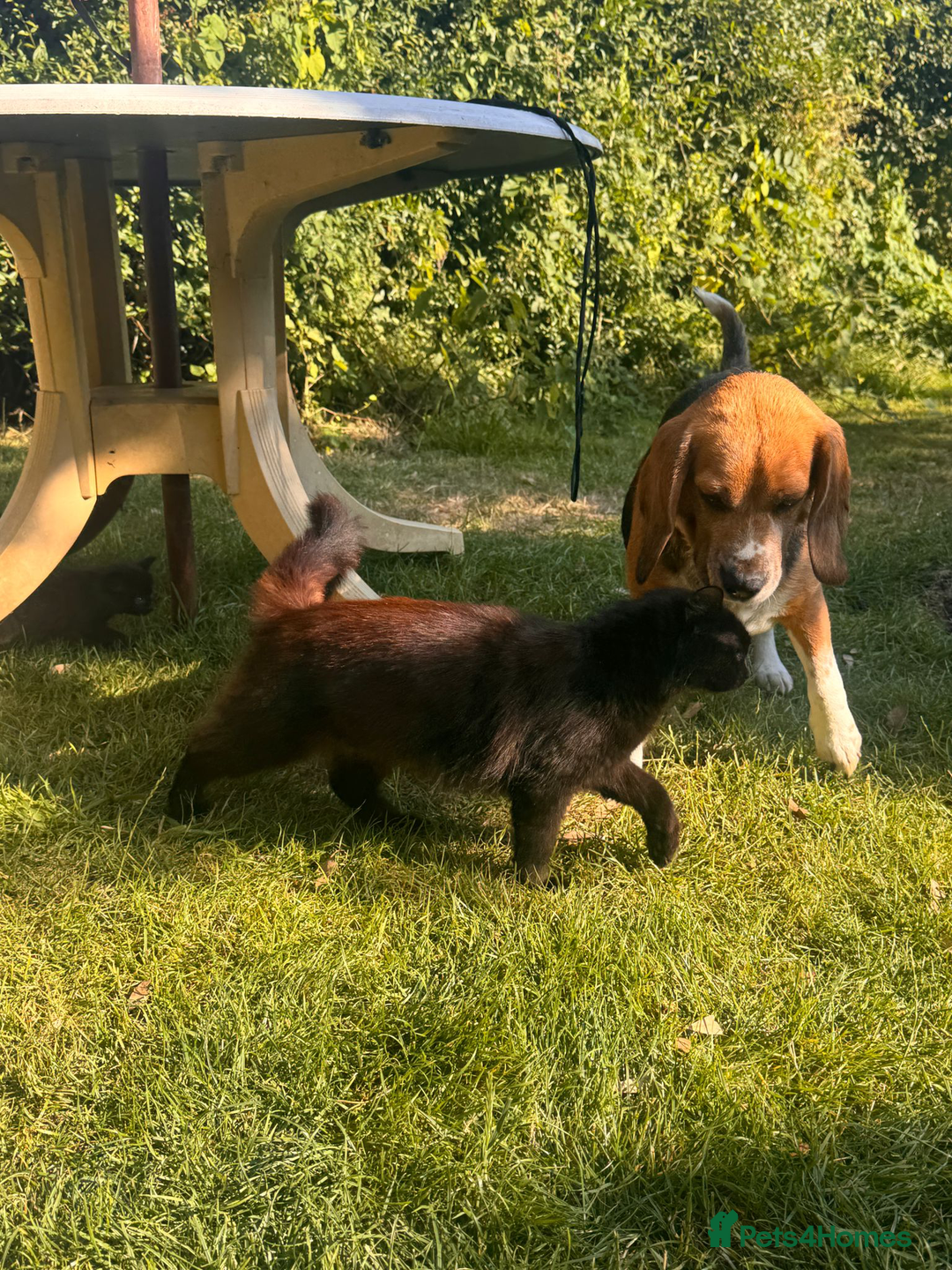 Ragdoll cats for sale: Rag Doll Kittens. - Advert 9