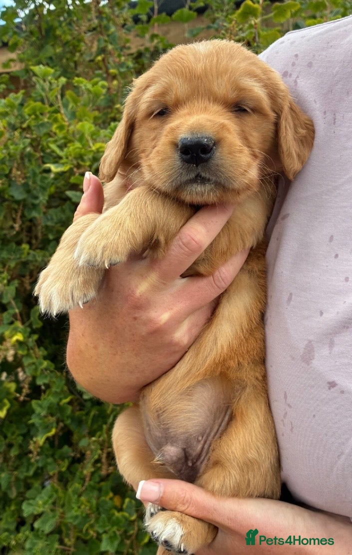 Golden Retriever dogs for sale: Stunning kc golden retriever puppies 🐶  in Ashford - Advert 1