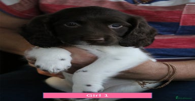English Springer Spaniel dogs - Advert 8