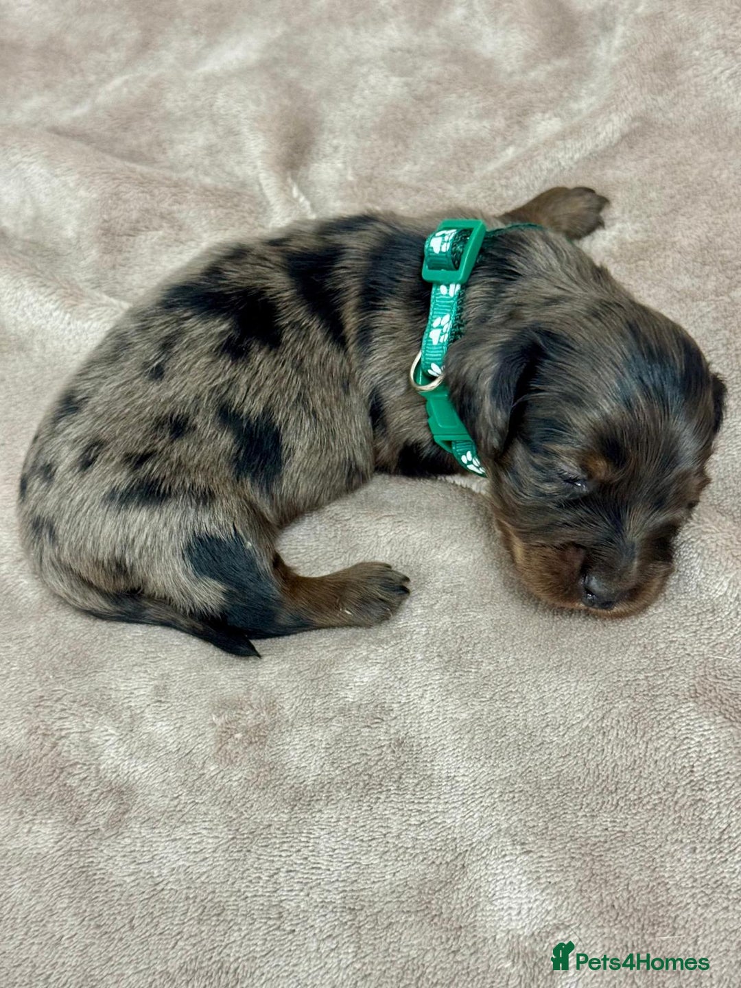 Miniature Dachshund dogs for sale: Beautiful miniature dachshund litter - Advert 6