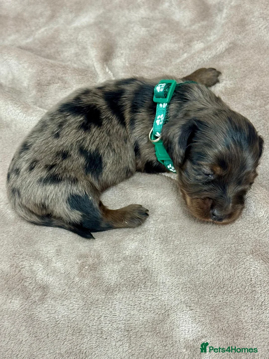 Miniature Dachshund dogs for sale: Last 2 boys miniature dachshund ready to leave now - Advert 13