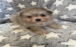 Pomeranian dogs for sale: Pomeranian puppies - Image 12