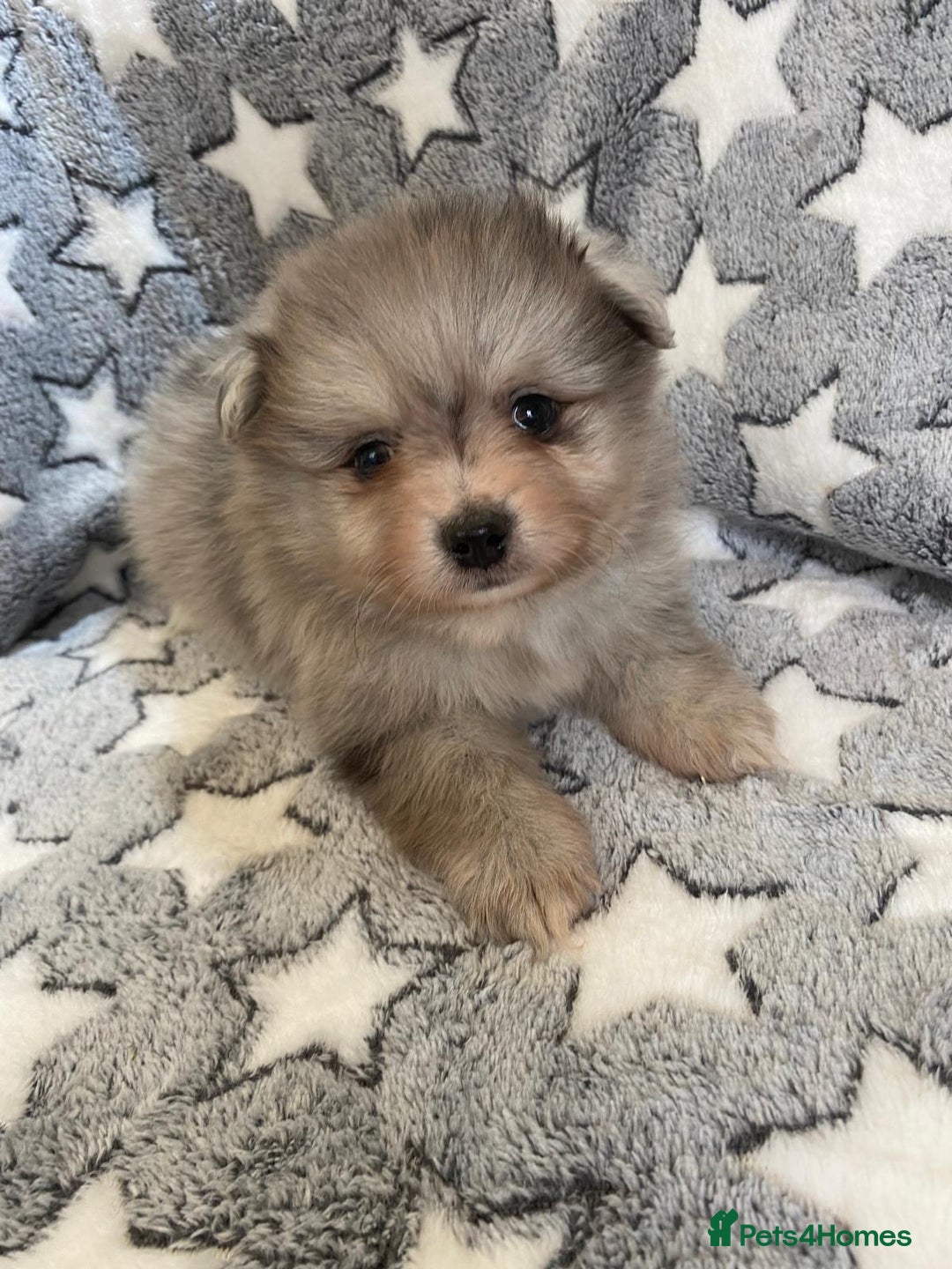 Pomeranian dogs for sale: Pomeranian puppies - Image 12