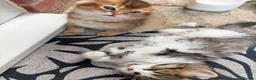 British Longhair cats for sale: Ready to leave kittens  - Advert 11