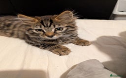 Bengal cats for sale: 2 beautiful Bengal x kittens ready for new home  - Image 4