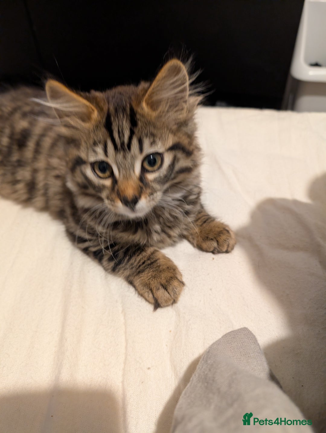 Bengal cats for sale: 2 beautiful Bengal x kittens ready for new home  - Image 4