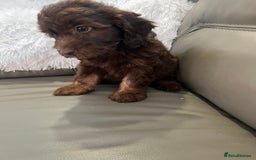 Cockapoo dogs for sale: F1 toy Cockapoo puppies  - Image 8