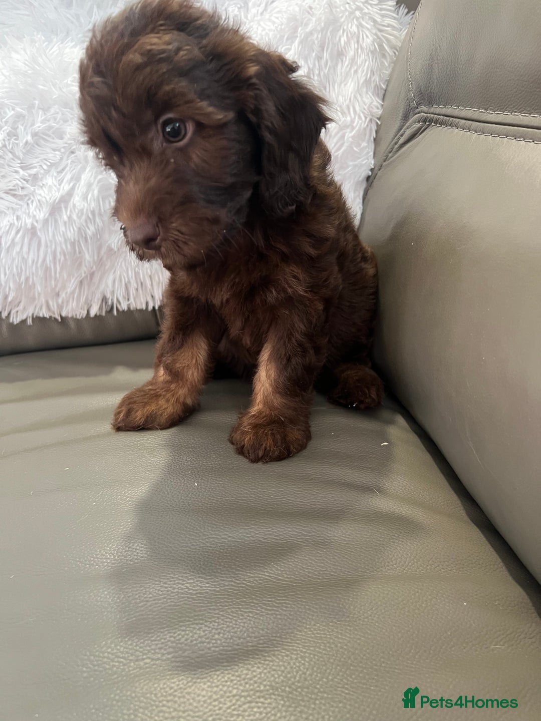 Cockapoo dogs for sale: F1 toy Cockapoo puppies  - Image 8
