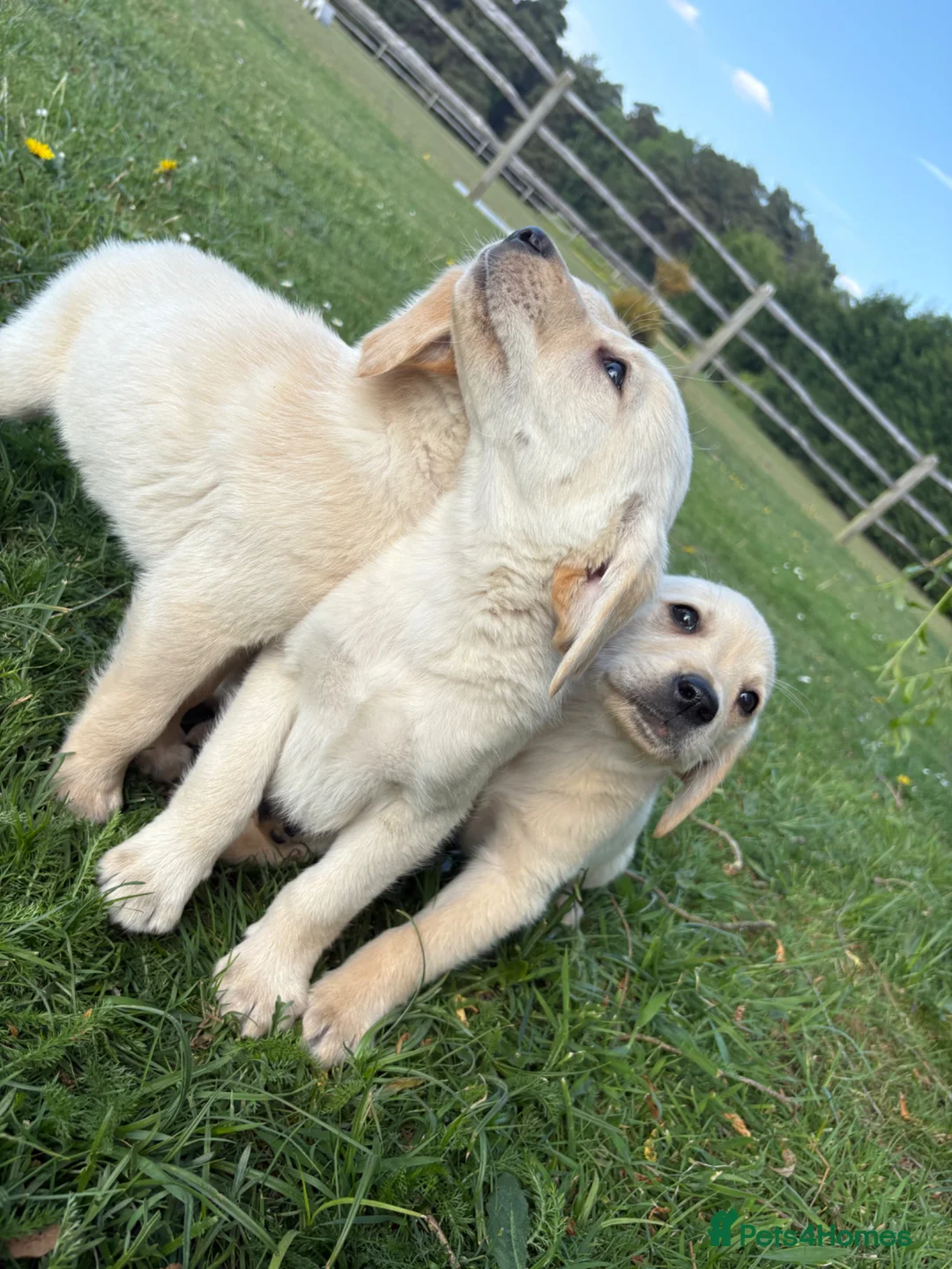 Goldador dogs for sale: Goldador Puppies  - Advert 2