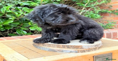 Australian Labradoodle dogs - Advert 4