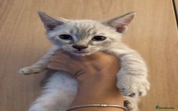 Bengal cats for sale: Beautiful Bengal x British short hair kittens! - Image 1