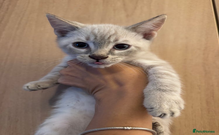 Bengal cats - Advert 1