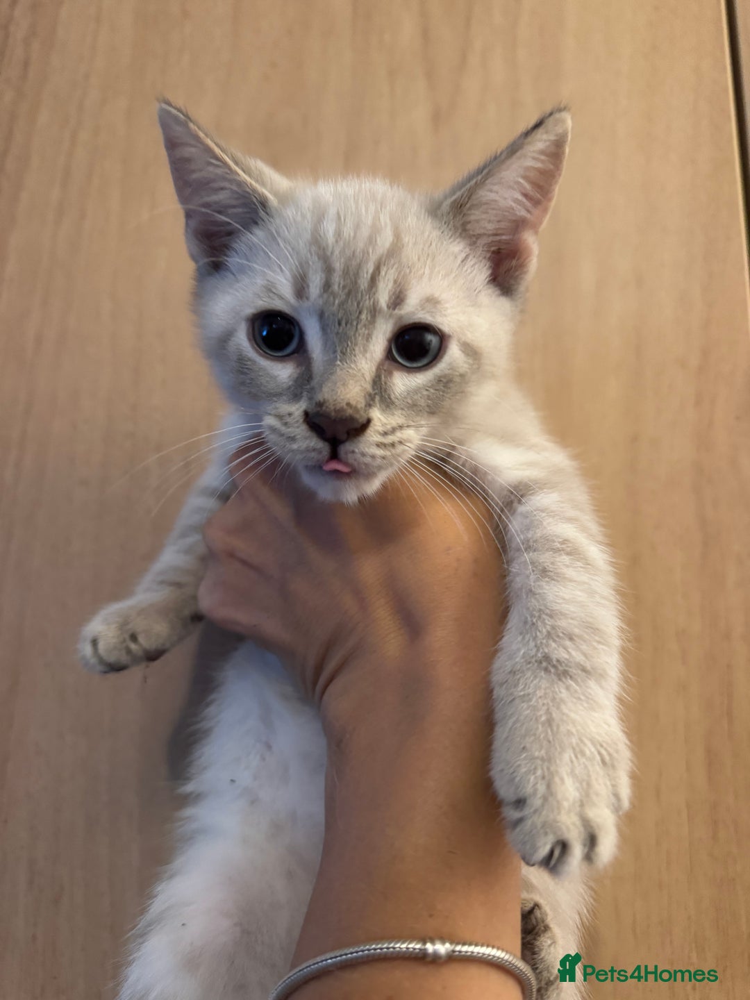 Bengal cats for sale: Beautiful Bengal x British short hair kittens! - Image 1