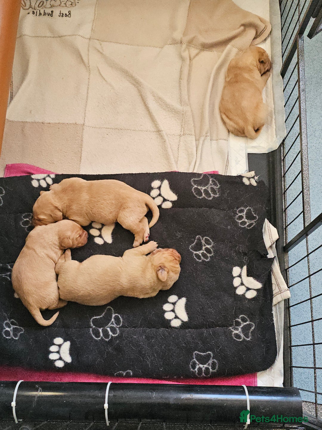 Labrador Retriever dogs for sale: Labrador pups  - Advert 2