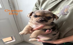 Pomchi dogs for sale: Beautiful Pomchi puppies  - Image 14