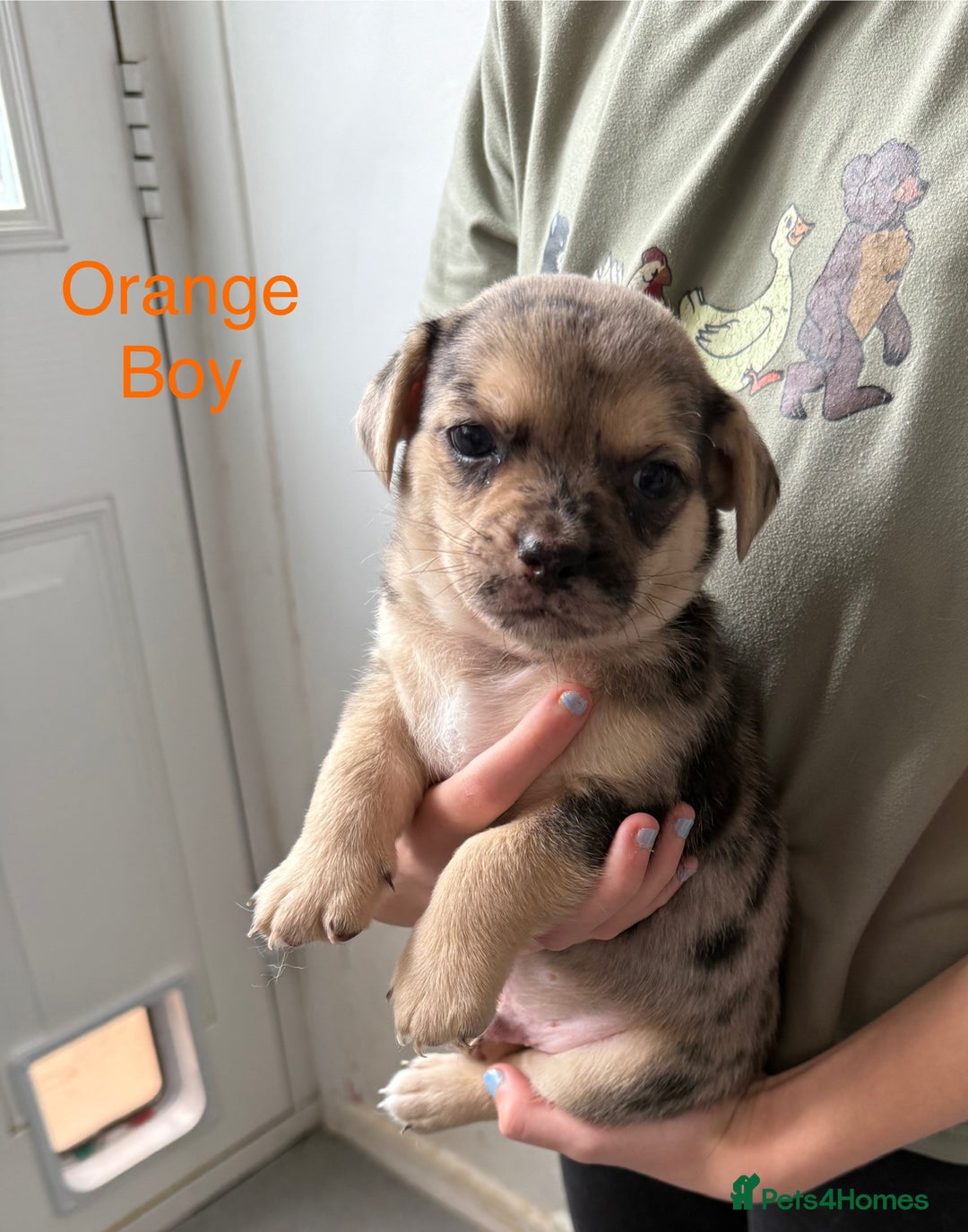Pomchi dogs for sale: Beautiful Pomchi puppies  - Image 14