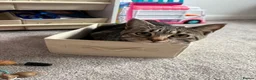Domestic Shorthair cats for sale: 1 year Old Male Tabby Cat in Loughborough - Advert 6
