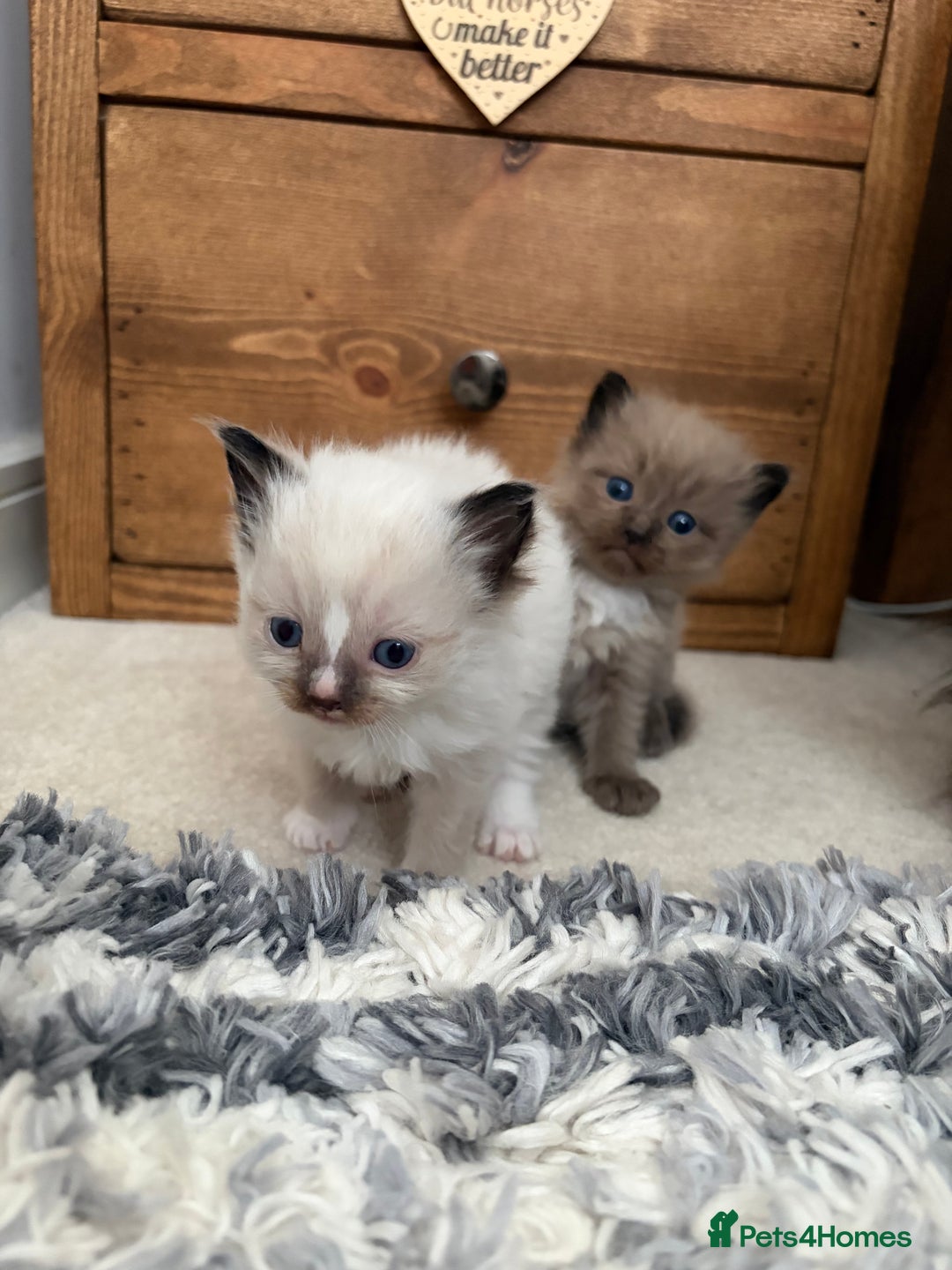 Ragdoll cats for sale: Beautiful Ragdoll Kittens For Sale  - Advert 6