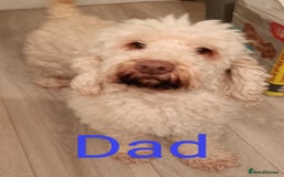 Cockapoo dogs for sale: Cockapoo F1B - Image 9