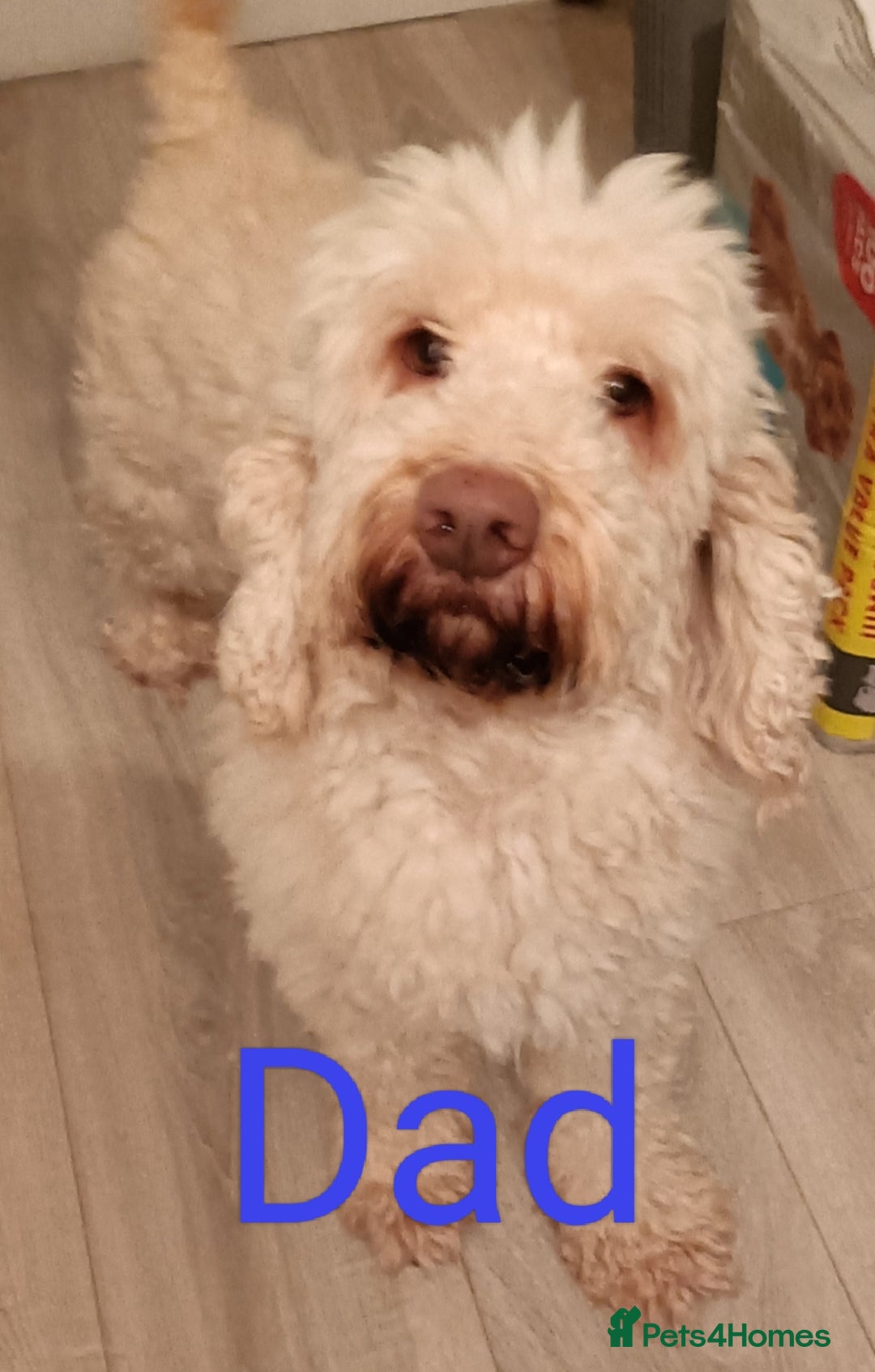 Cockapoo dogs for sale: Cockapoo F1B - Image 9