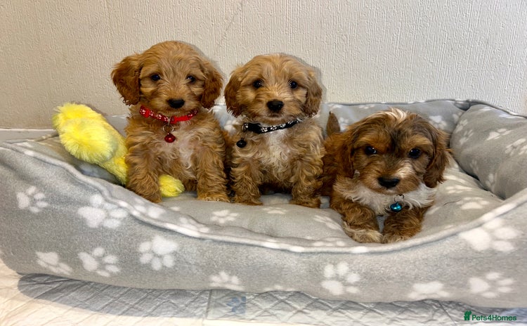 Cockapoo dogs - Advert 3