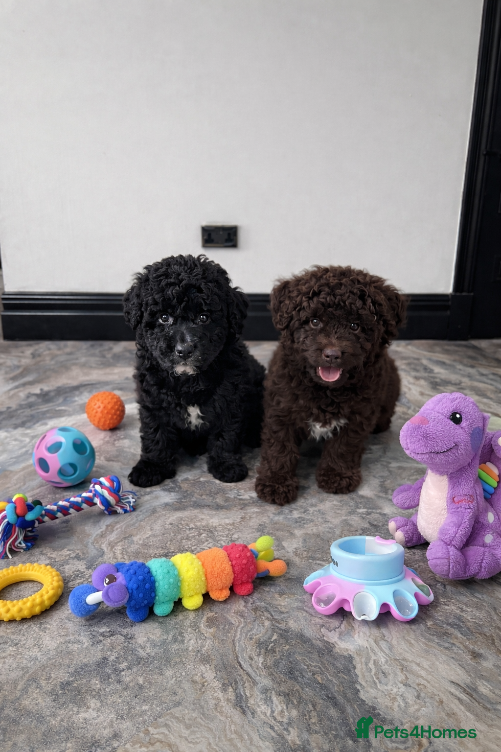 Aussiedoodle dogs Stunning Mini Aussiedoodle Puppies ⭐️ - Advert 8