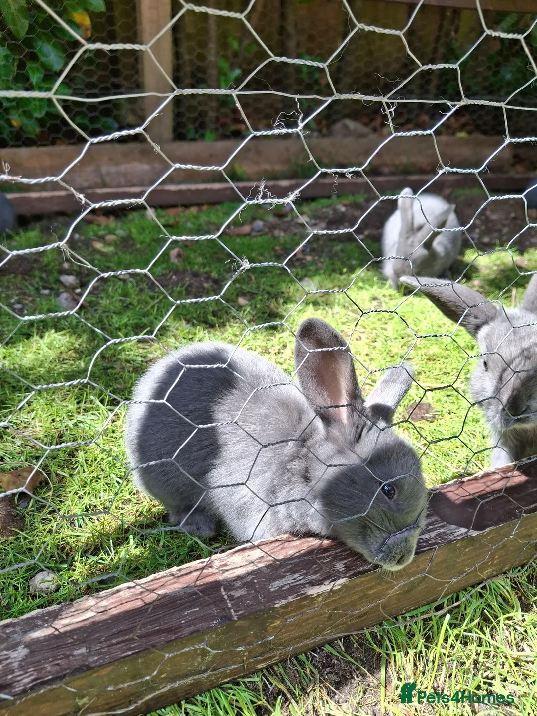 Mixed Breed rabbits for sale: English lop x rex  - Advert 5