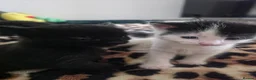 Mixed Breed cats for sale: Beautiful Black & White Kittens Looking for Homes - Advert 12