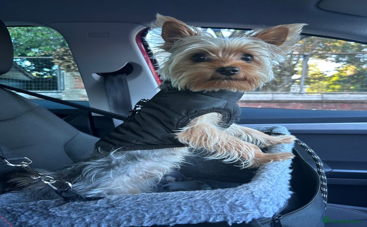 Yorkshire Terrier dogs - Advert 13