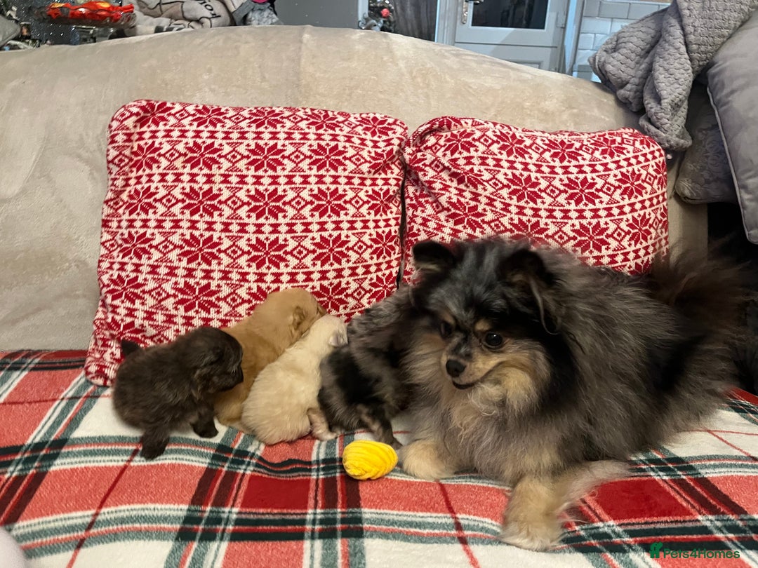 Pomeranian dogs for sale: Stunning Pomeranian puppys - Advert 24