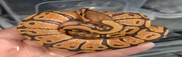 Python Snake reptiles for sale: Hatchling Royal Python's Females  - Advert 11