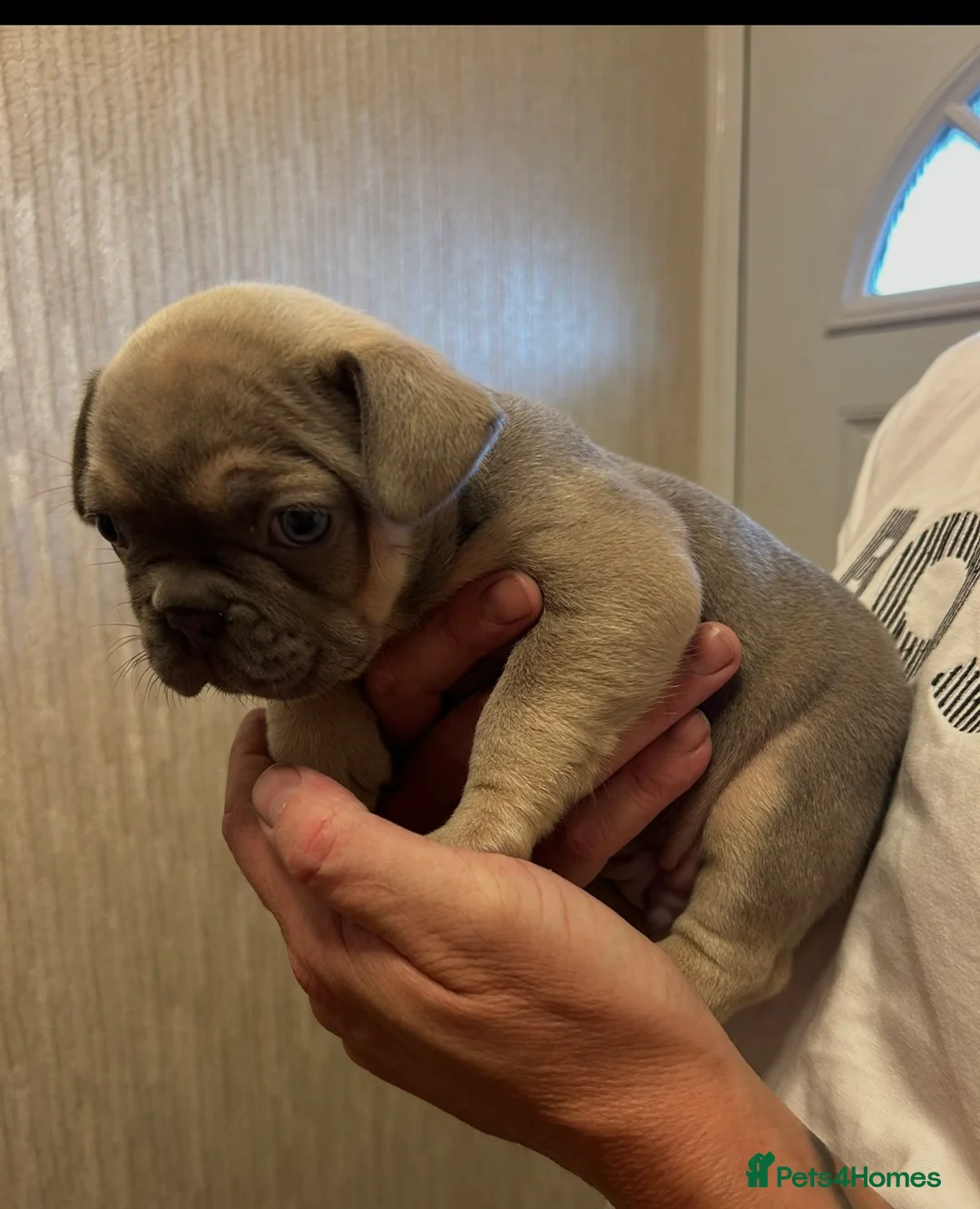 French Bulldog dogs for sale: All puppies now reserved  - Advert 2