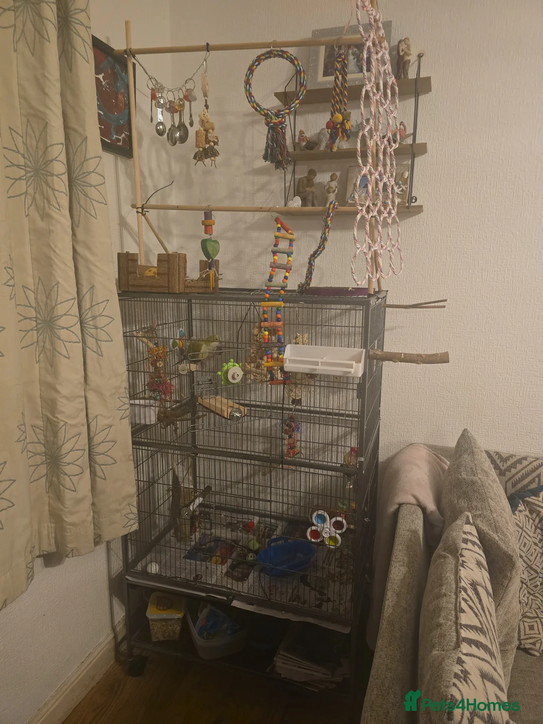 Parrots birds for sale: Female Quaker needs new home with full set up - Advert 12