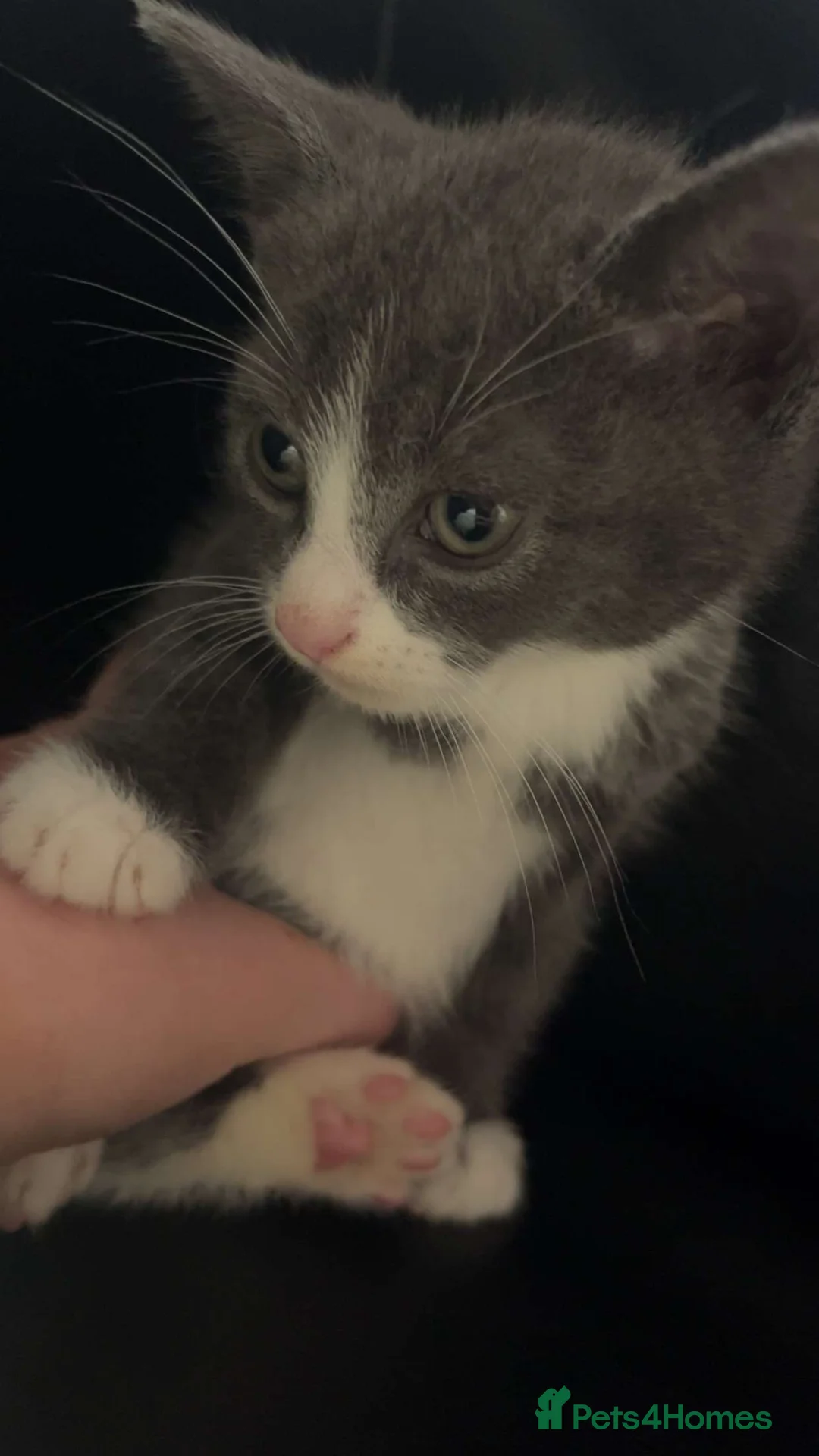 Mixed Breed cats for sale: 8 week old kittens 2 male and 1 female - Advert 2